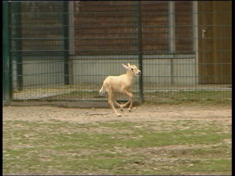 Arab. Oryxantilope_3