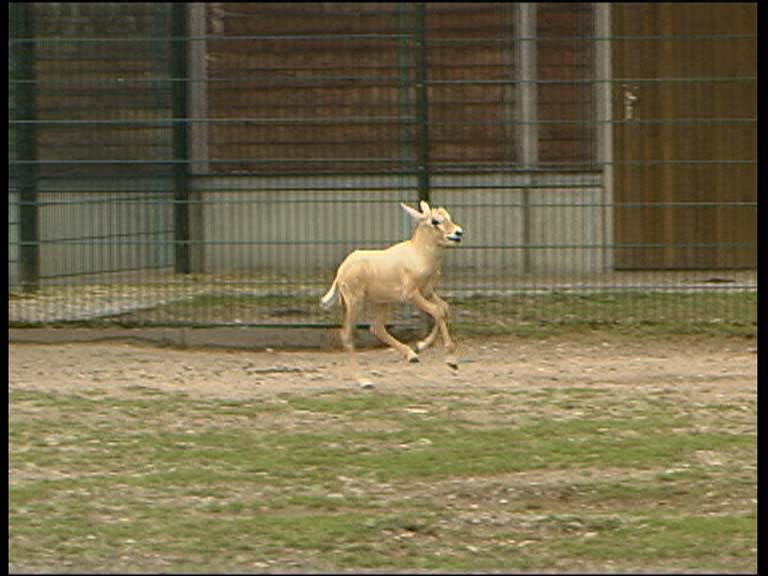 Arab. Oryxantilope_4