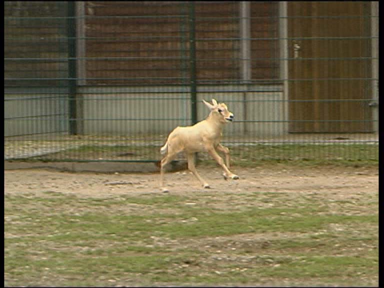 Arab. Oryxantilope_5