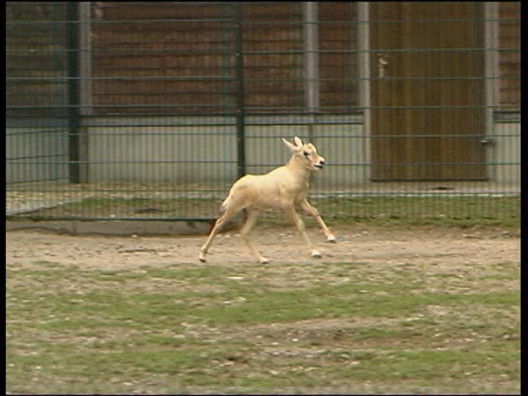 Arab. Oryxantilope_6