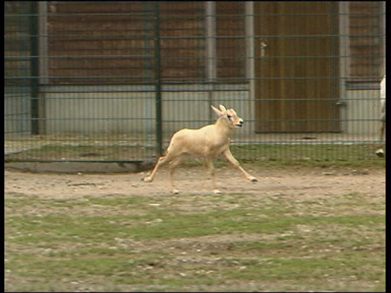 Arab. Oryxantilope_7