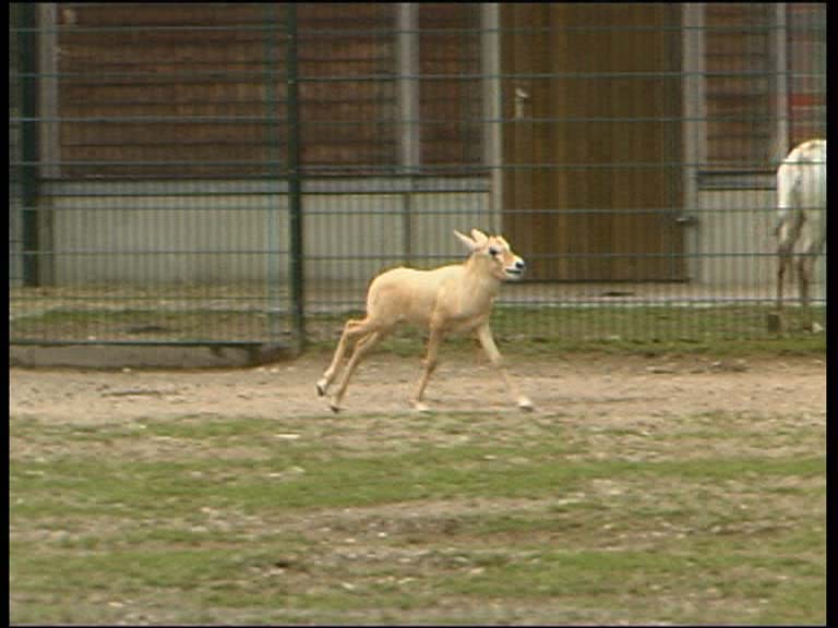 Arab. Oryxantilope_8