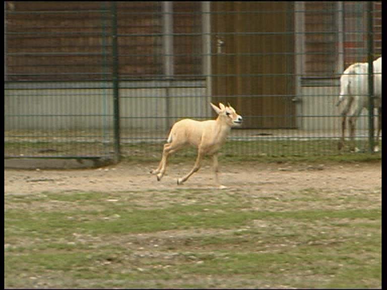Arab. Oryxantilope_9