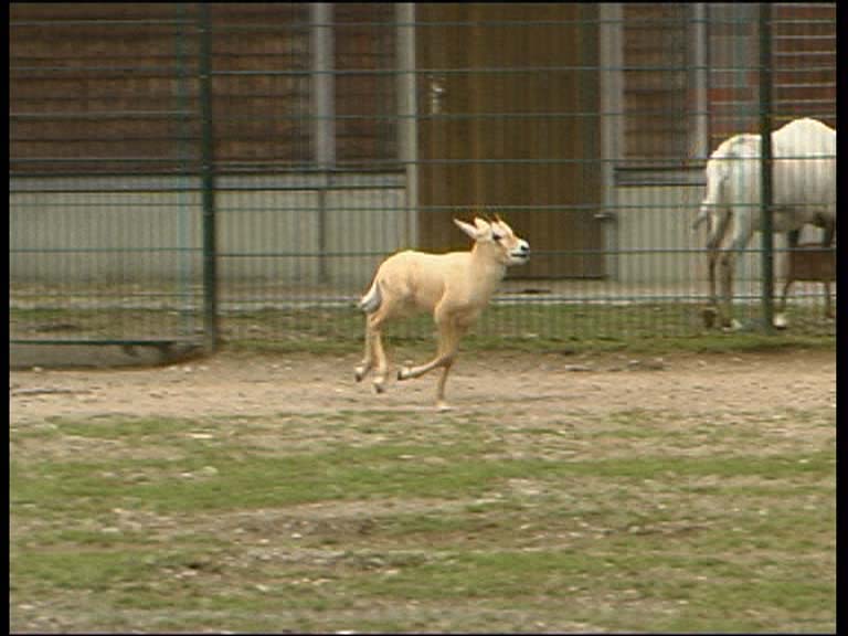 Arab. Oryxantilope_A
