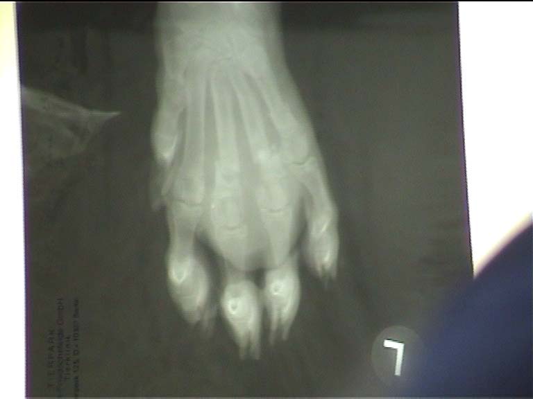 Roentgen_10