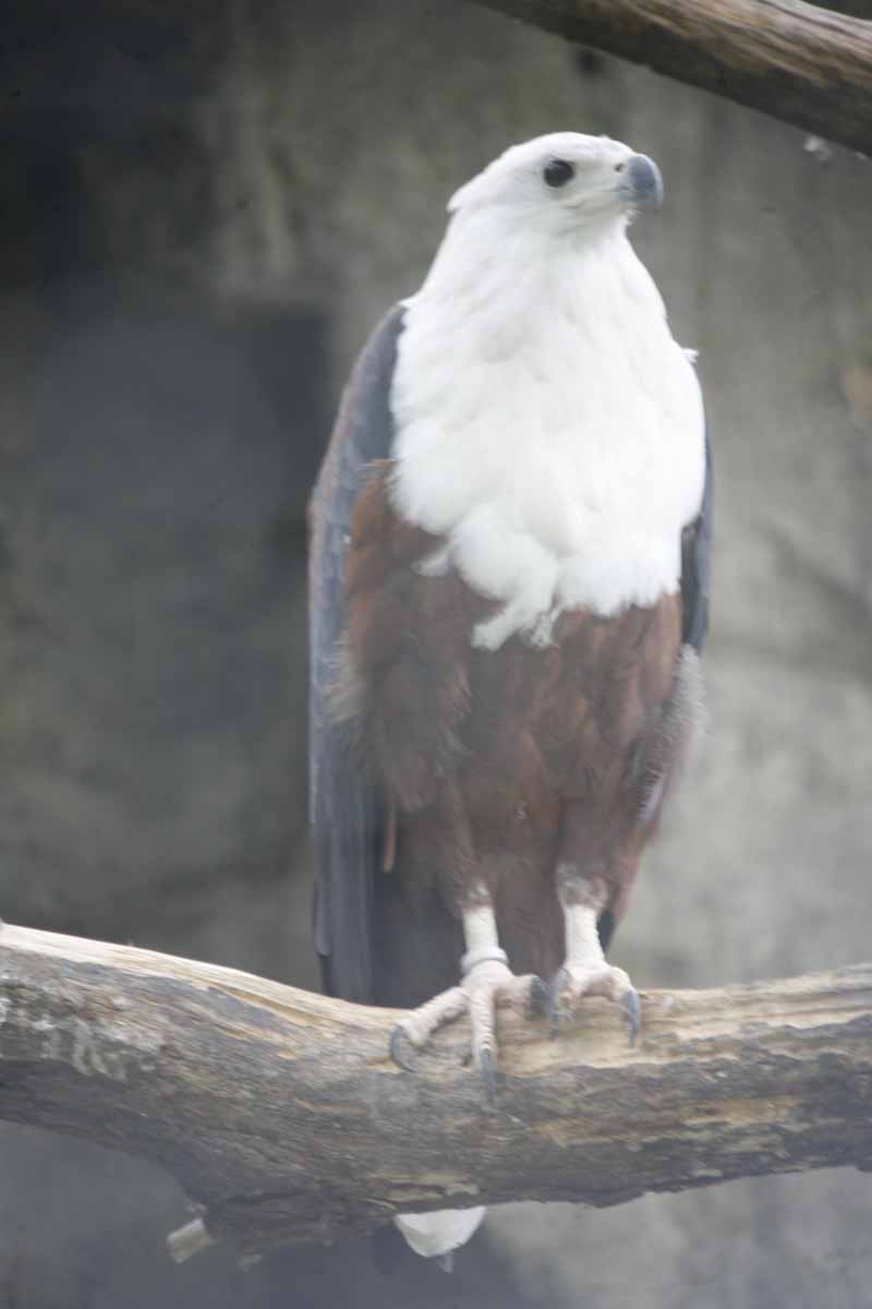 Schreiseeadler_1