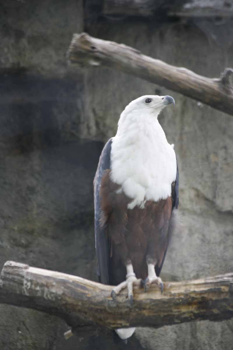 Schreiseeadler_2