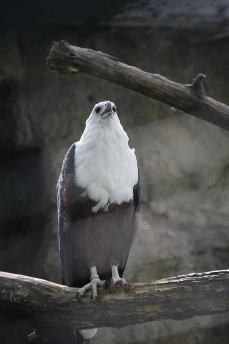 Schreiseeadler_3