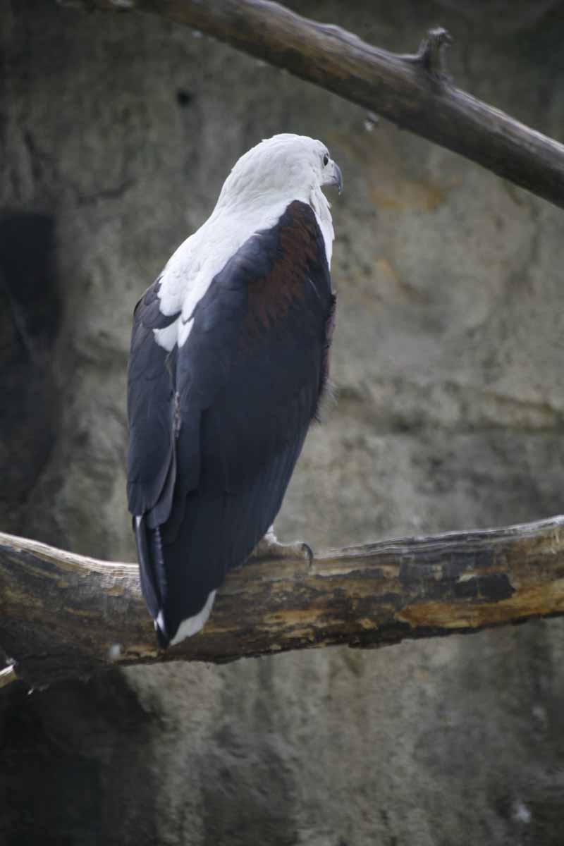 Schreiseeadler_4