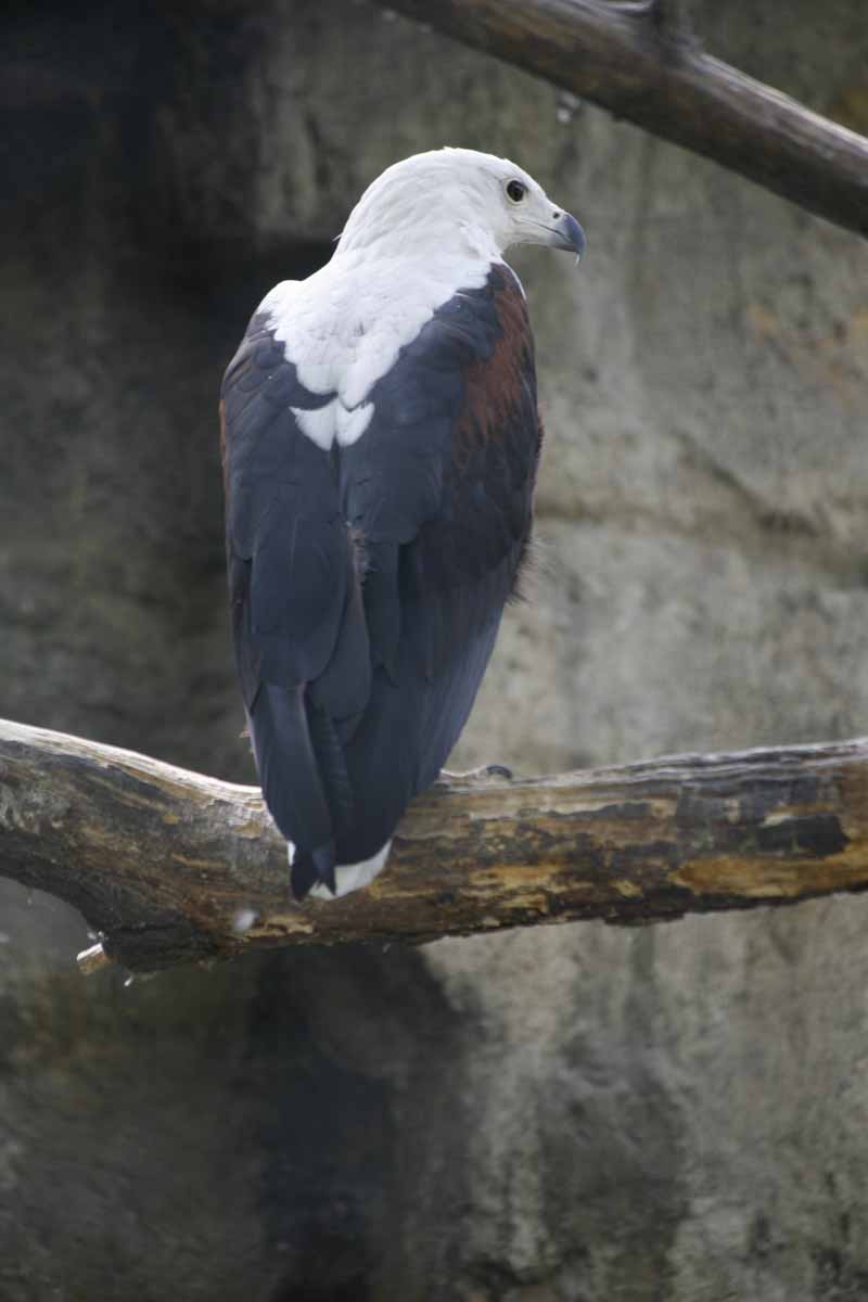 Schreiseeadler_5