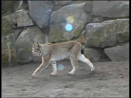 Sibirischer Luchs