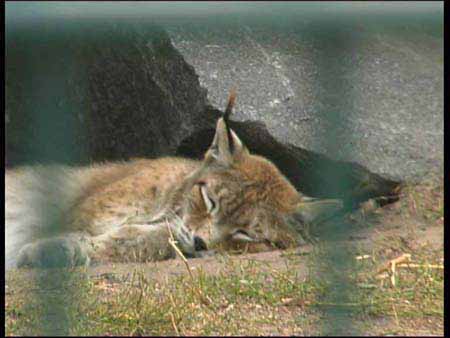Sibirischer Luchs 1