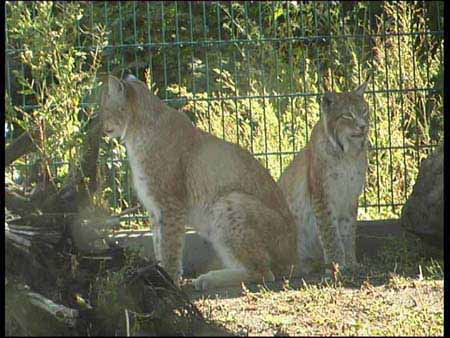 Sibirischer Luchs 2