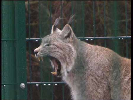 Sibirischer_Luchs_Zaehne