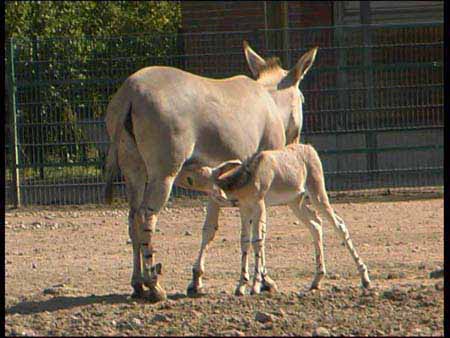 Somali_1