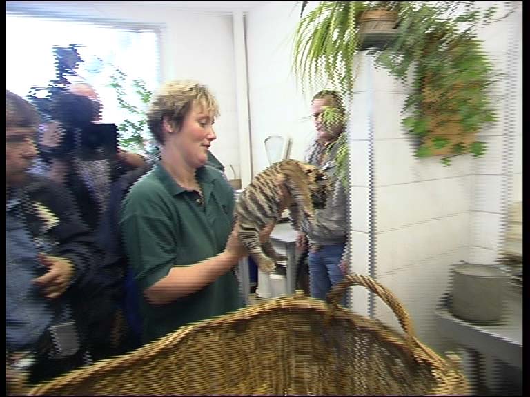 Tigerle_2