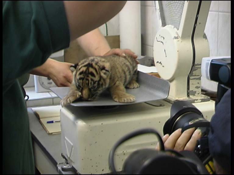 Tigerle_4