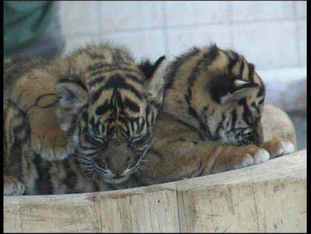 Tigerle_9