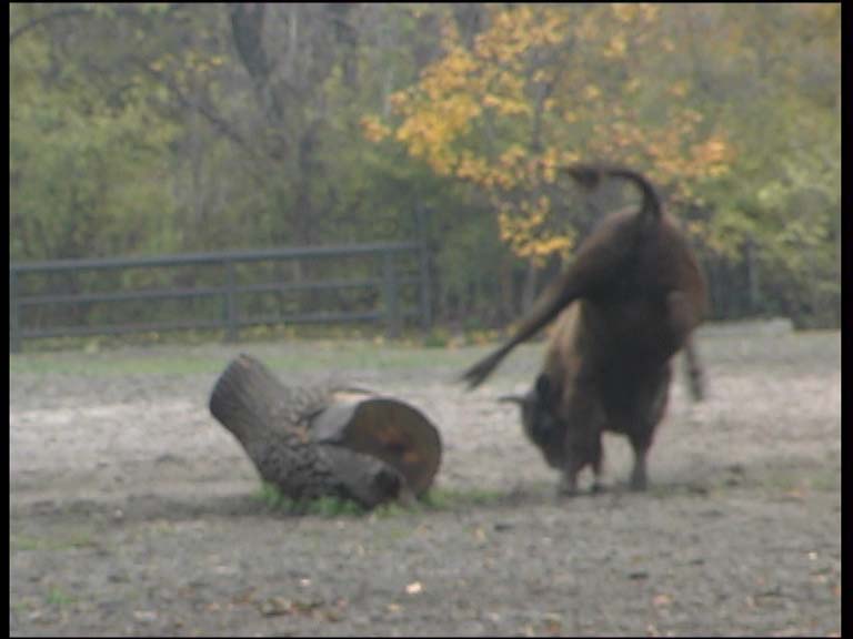 Wisent_2