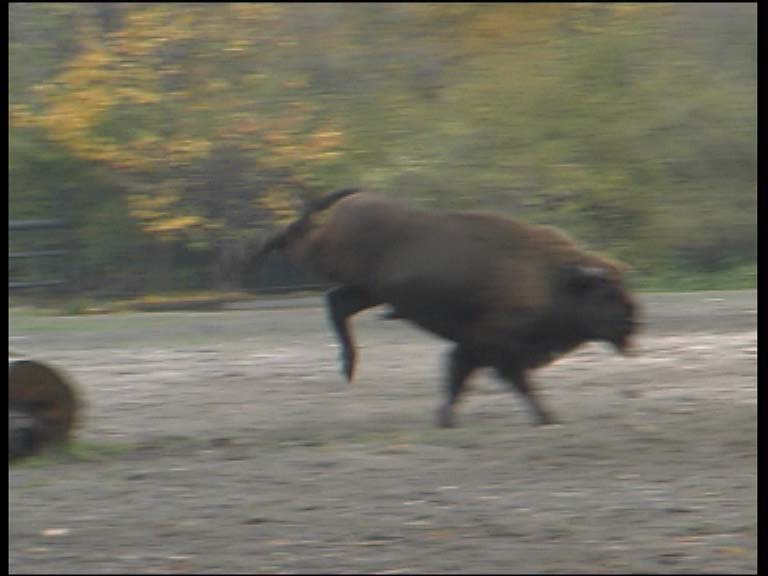 Wisent_3