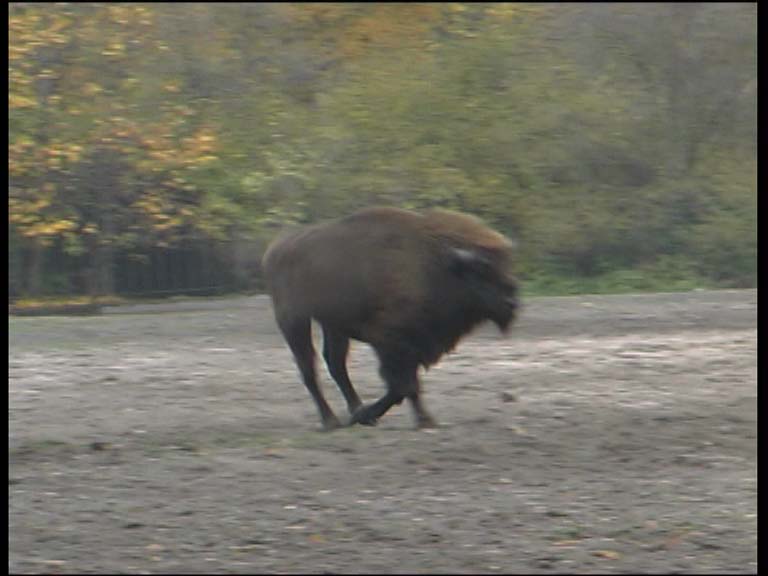 Wisent_4