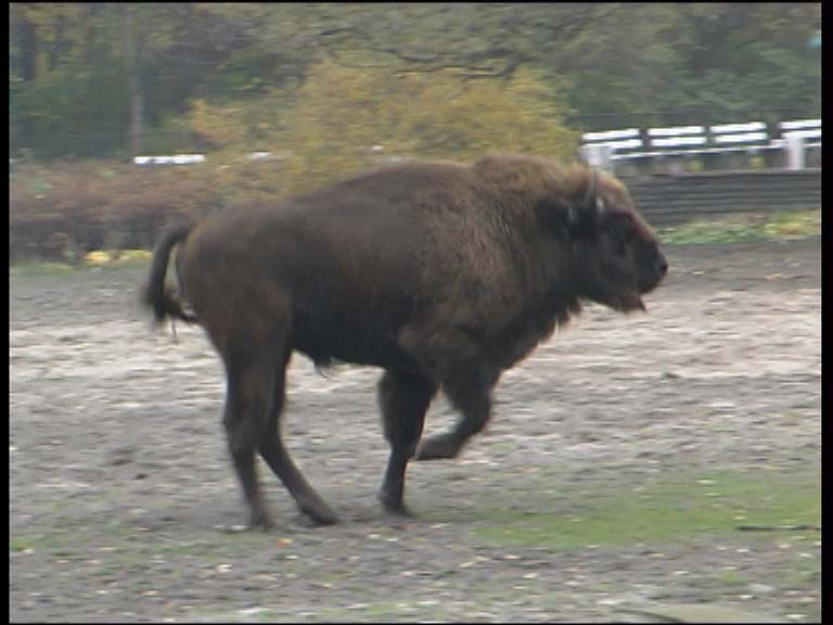 Wisent_5