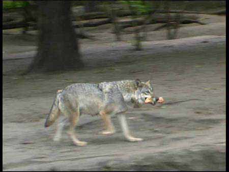 Wolf_01