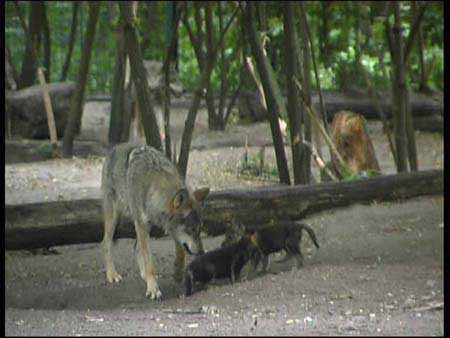 Wolf_02