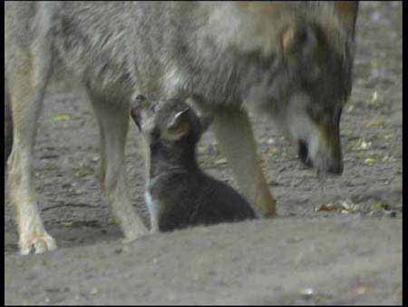 Wolf_03