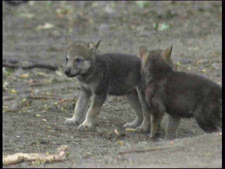 Wolf_05
