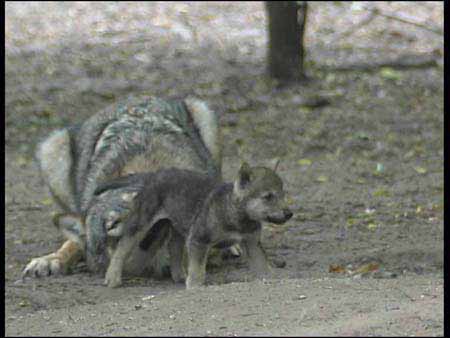 Wolf_06
