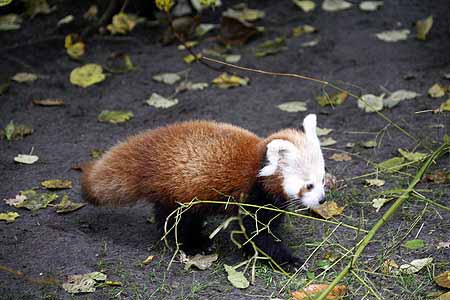 _MG_5879_kl