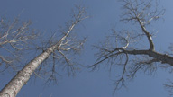 Baeume_im_Wind_icon