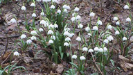 Flora_2103