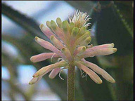 Blume_07_icon