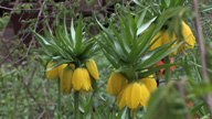 Flora_1108