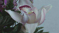 Orchidee