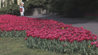 Rote_Tulpen_gr_icon
