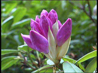 Blumen
