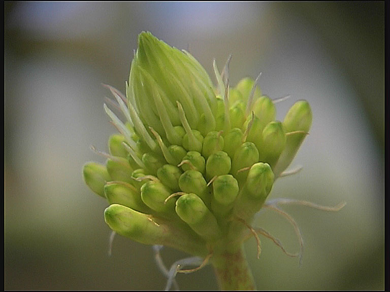 BLUME_02