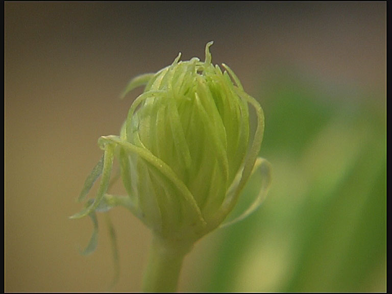 BLUME_04