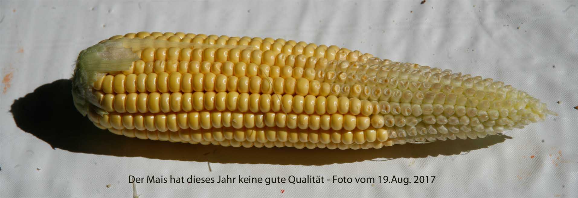 20170819_Maiskolben_mit_DT