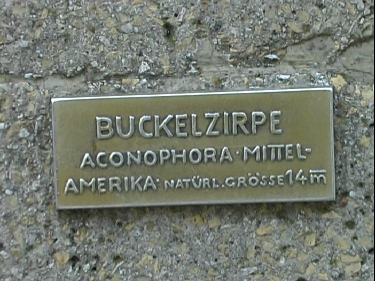 Buckelzirpe_Schild